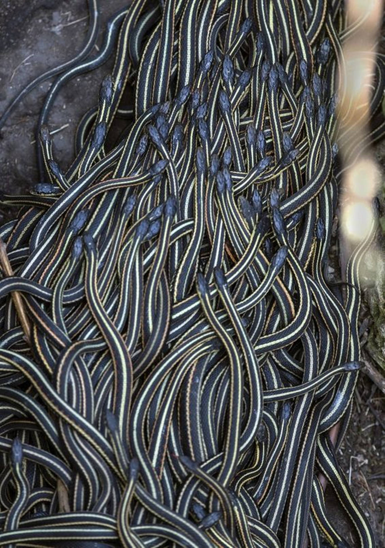 Thousands Of Red-sided Garter Snakes Background