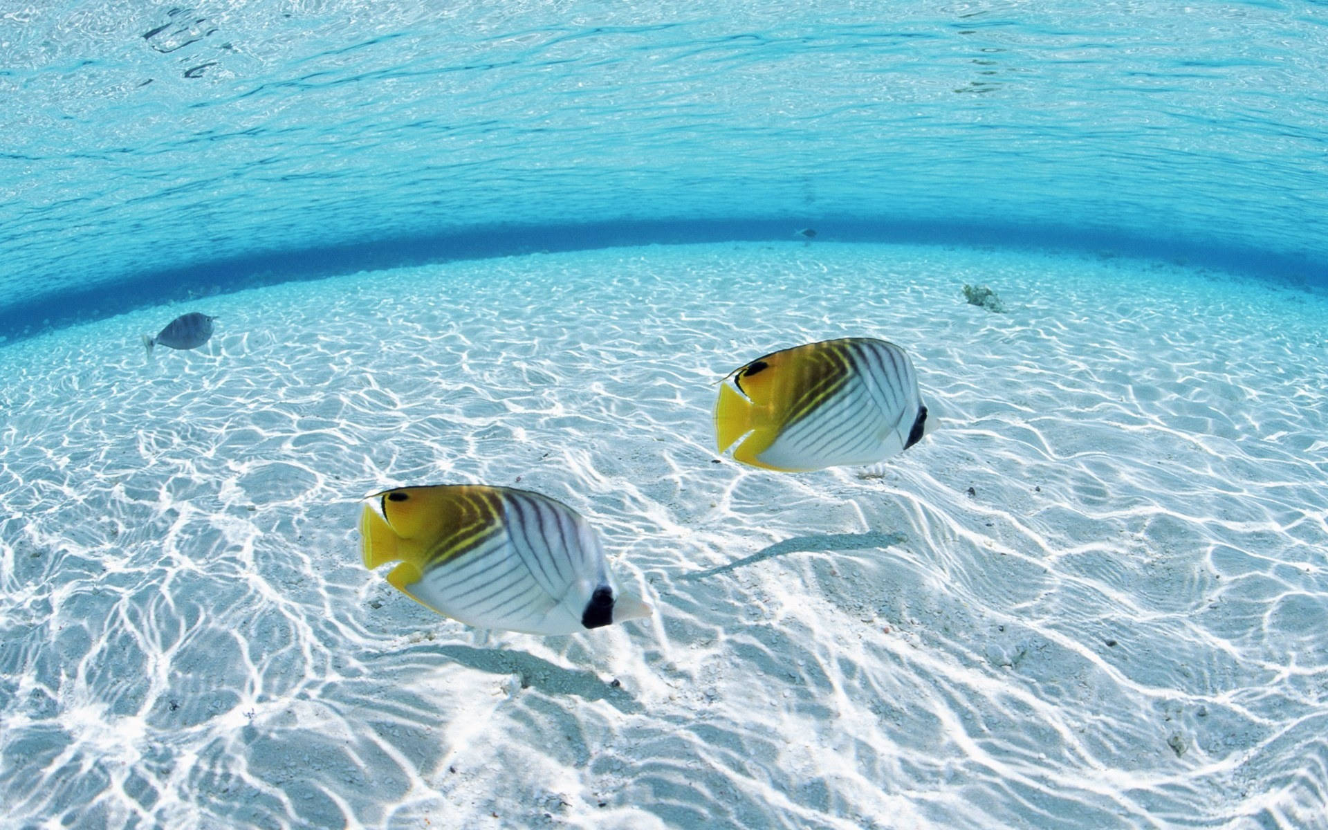 Threadfin Butterflyfish Ocean Desktop Background