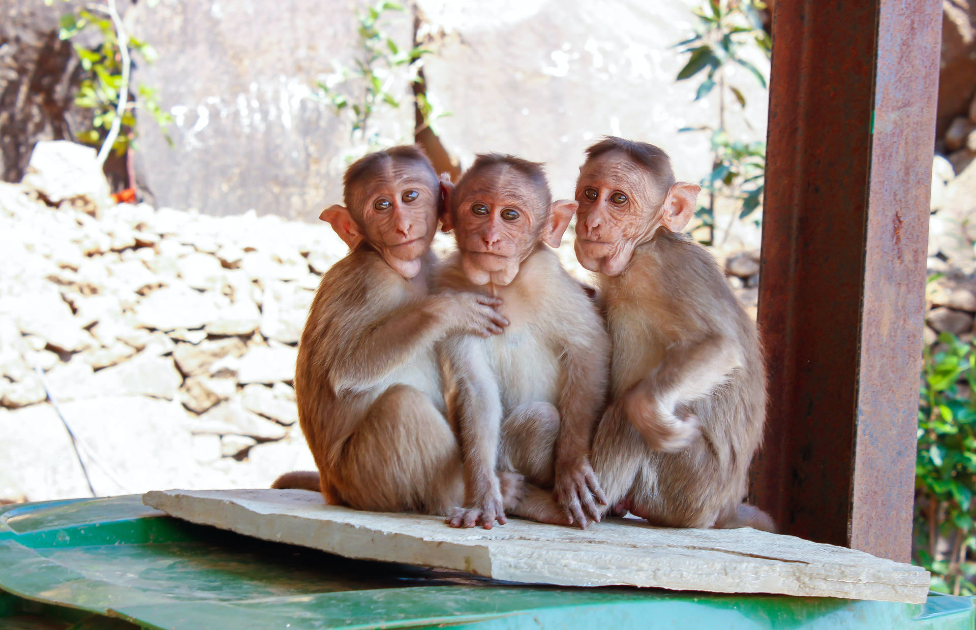 Three Adorable Baby Monkeys Cuddling Together Background