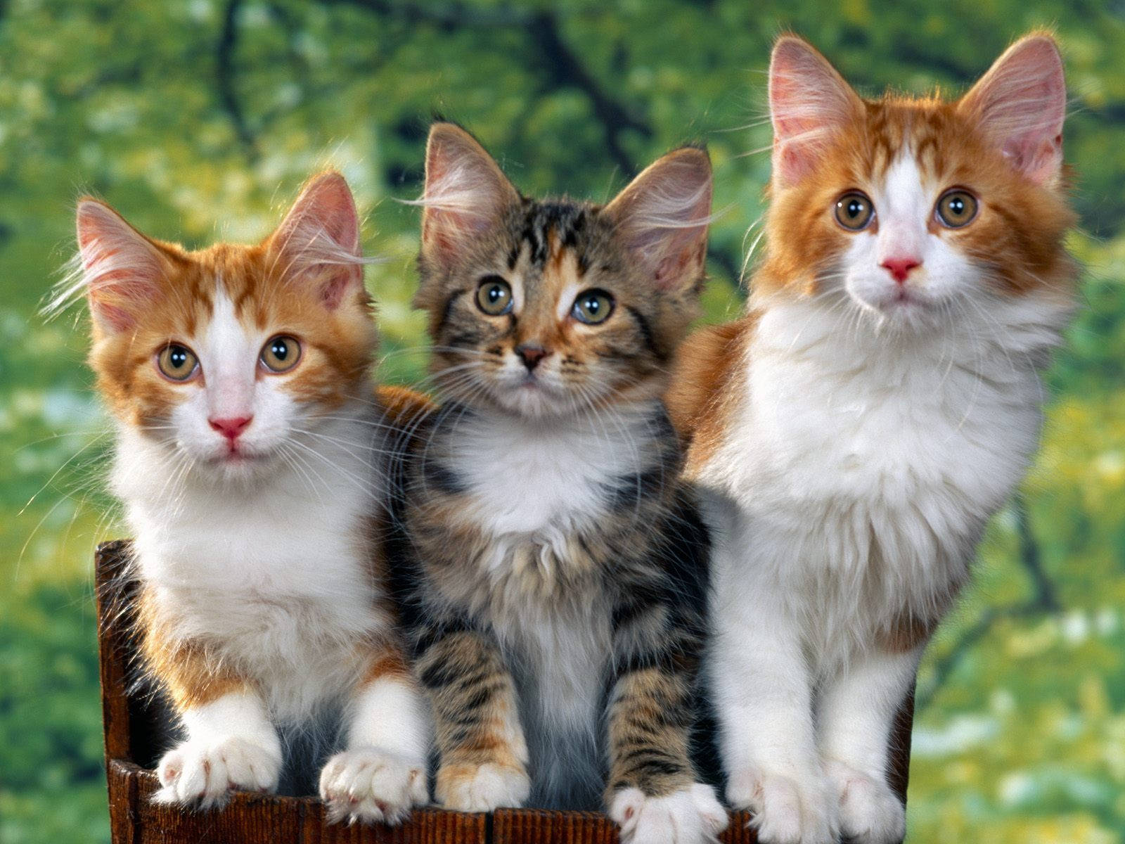 Three Adorable Kittens Together Background