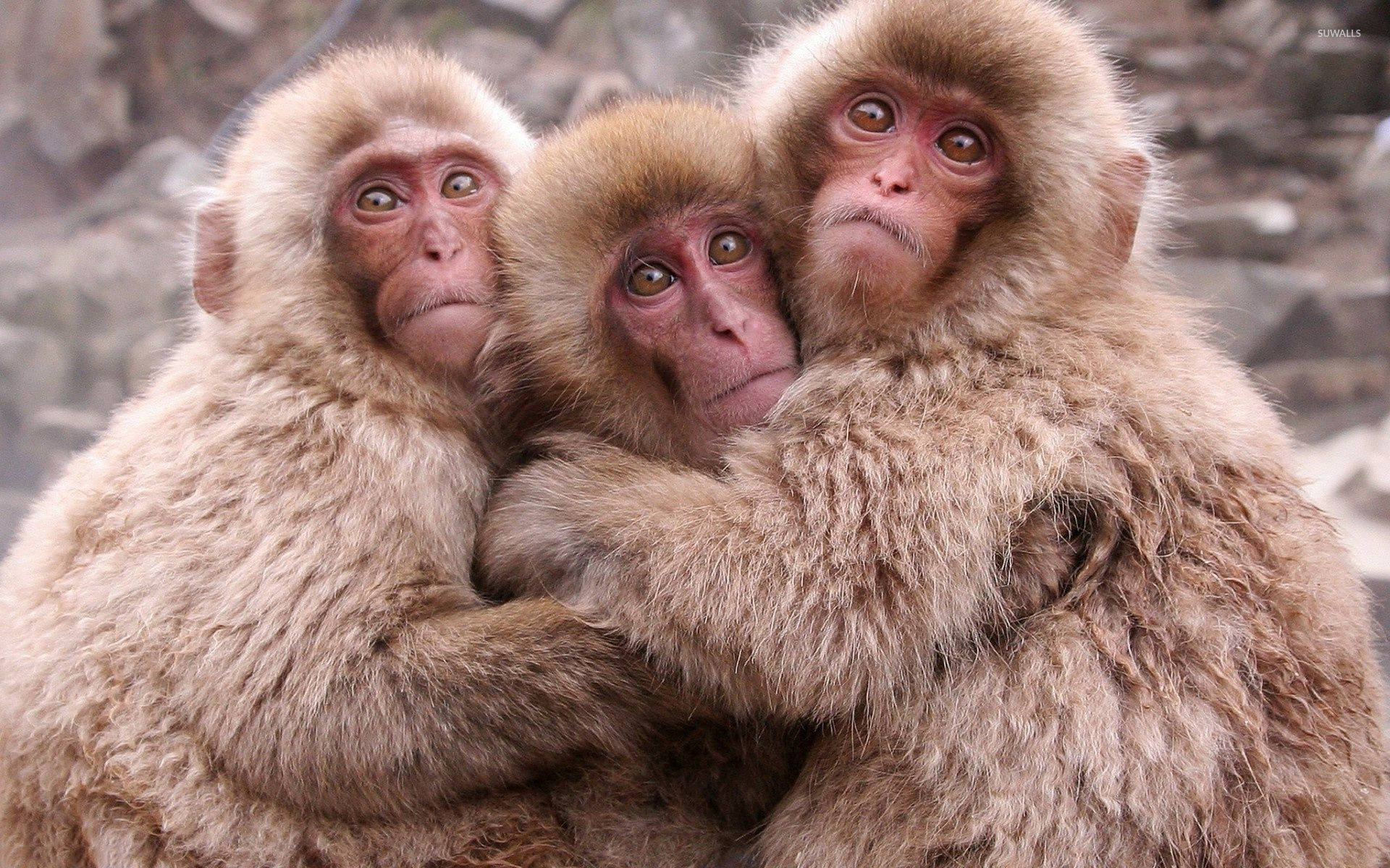 Three Adorable Monkeys Posing Together Background