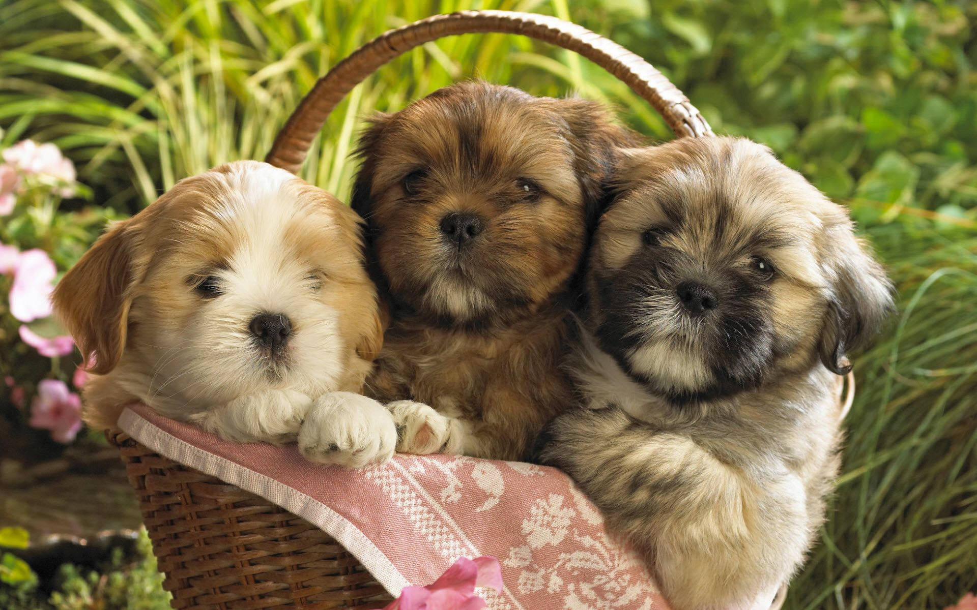 Three Adorable Shih Tzu Puppies Background