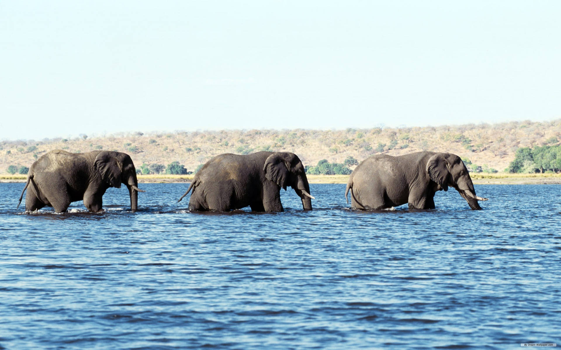 Three African Elephants Crossing A River Background