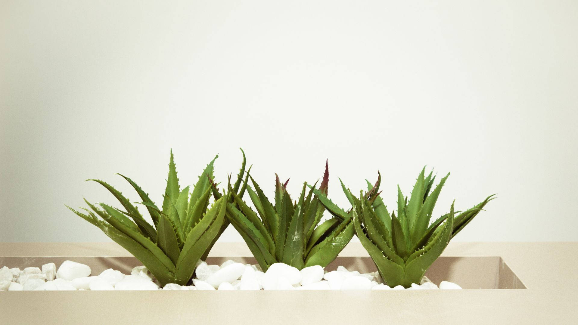 Three Aloe Vera In Plant Box Background