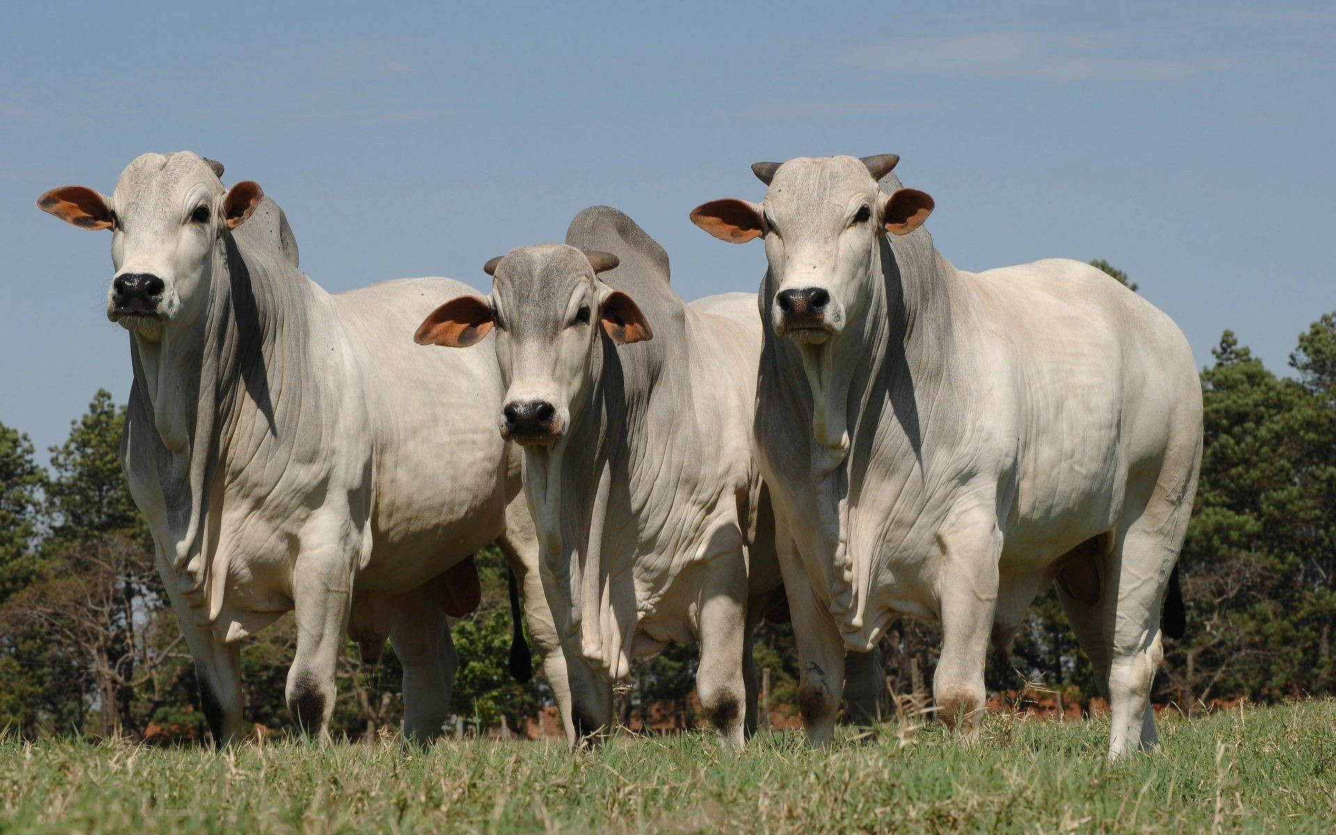 Three American Brahman Cattle Breeds In Line