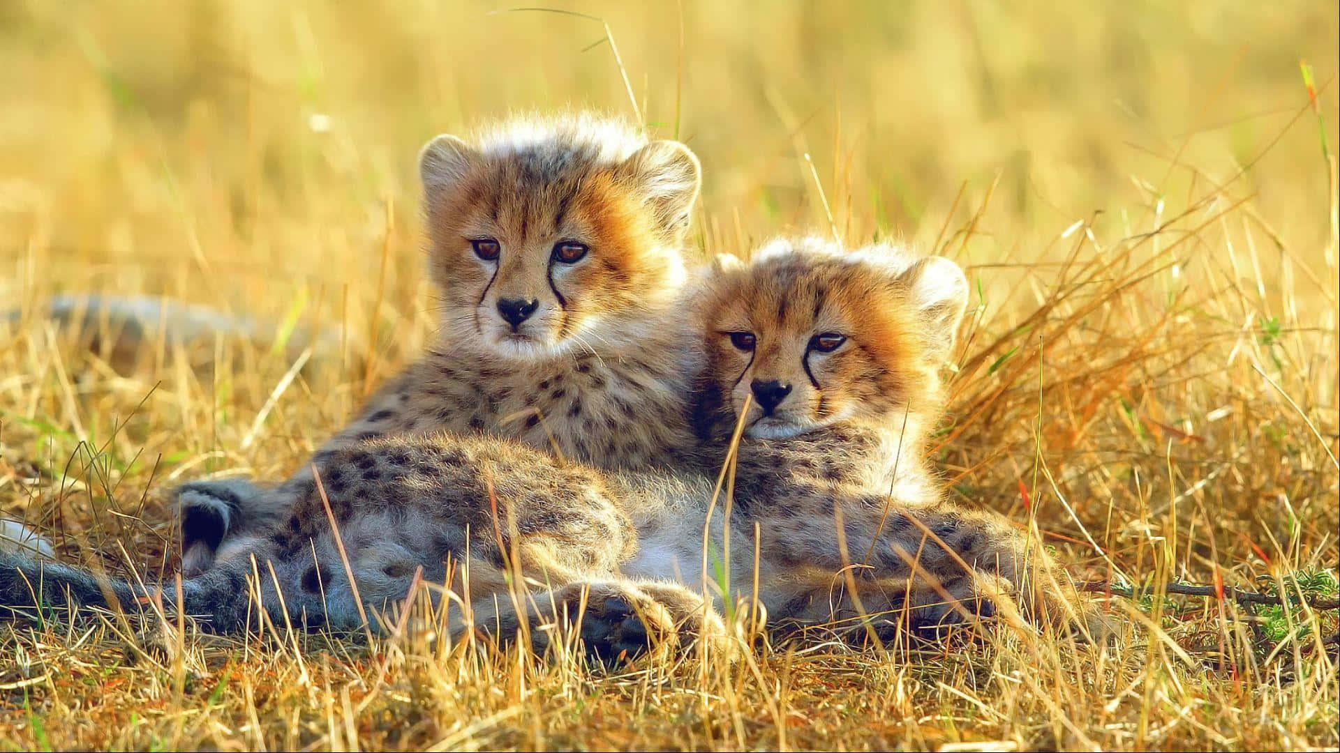 Three Baby Cheetahs Playing On The Grass. Background