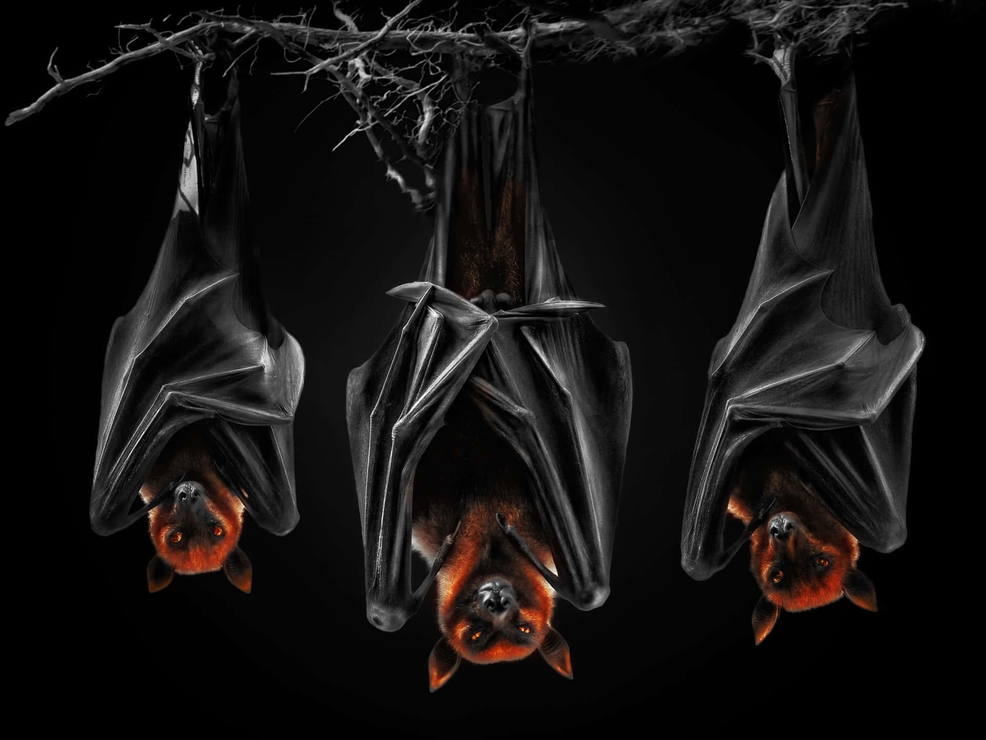 Three Bats Hanging Black Background Background