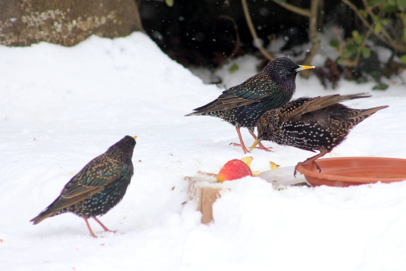 Three Beautiful Birds In Snow Background