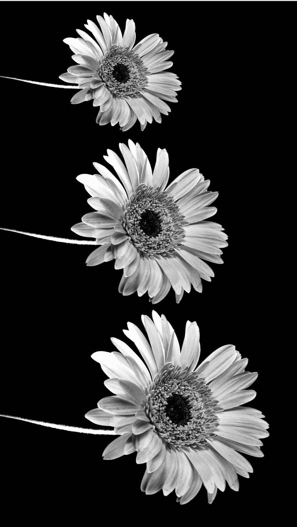 Three Black And White Aesthetic Flower Background