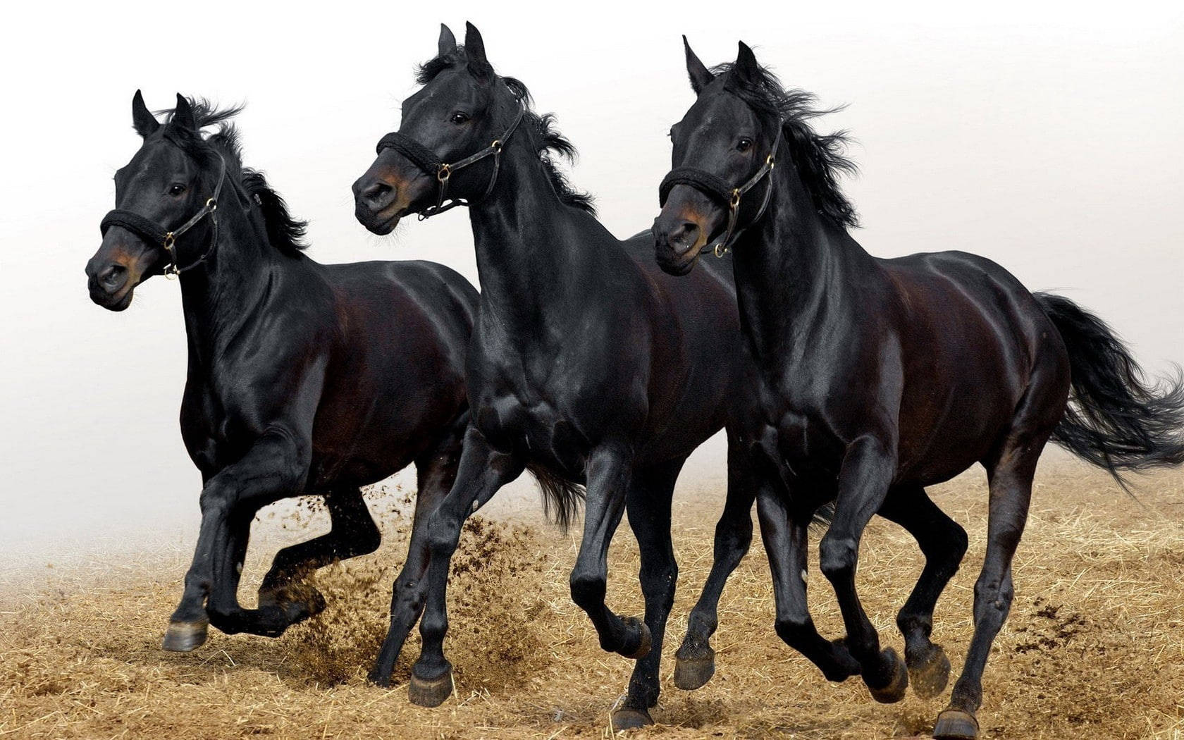 Three Black Beautiful Horses Background