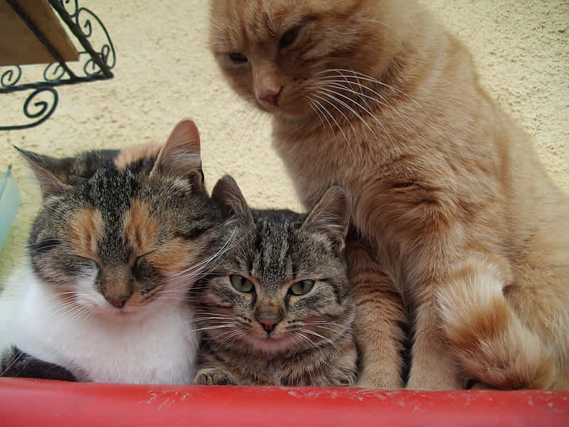 Three Boss Cat