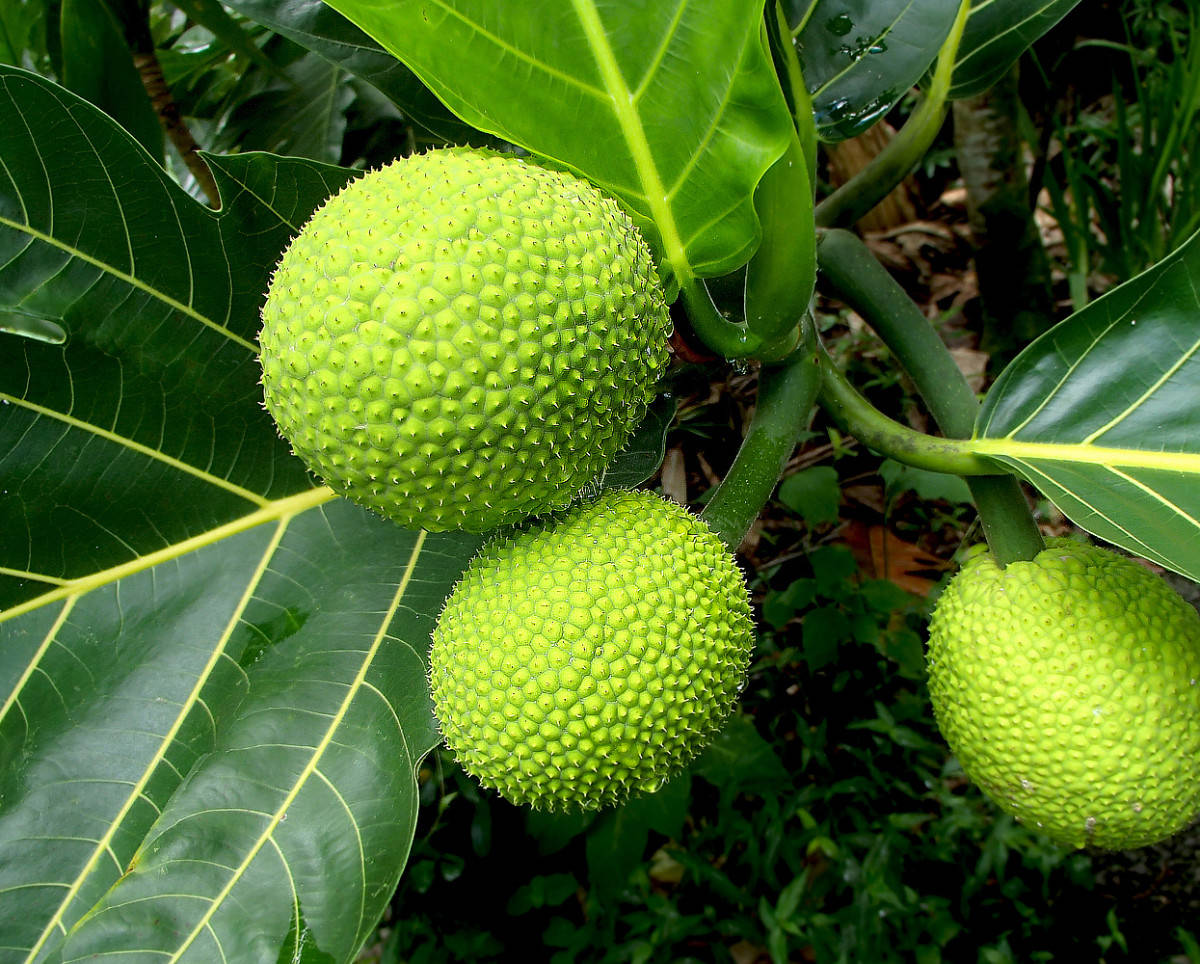 Three Breadfruit On A Branch Background