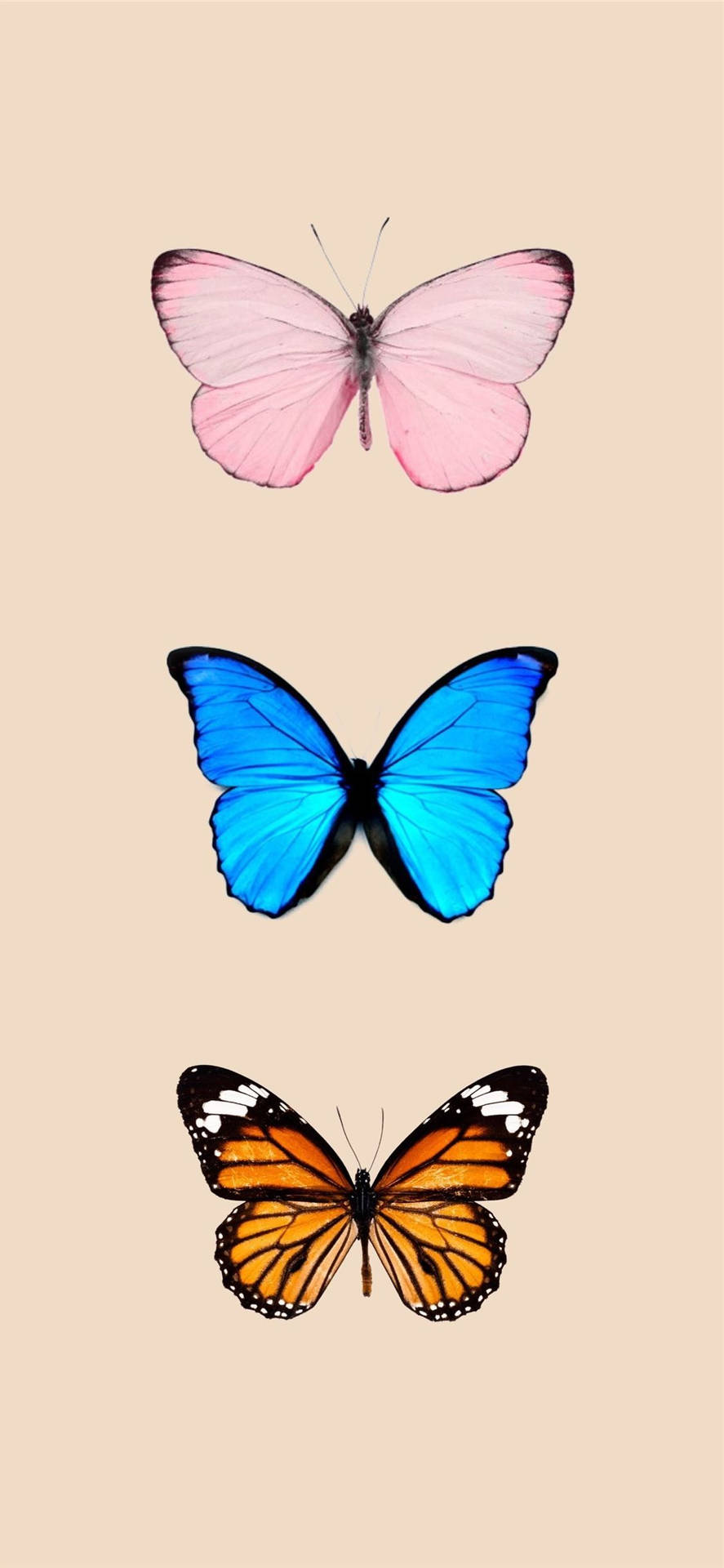 Three Butterflies Species Background