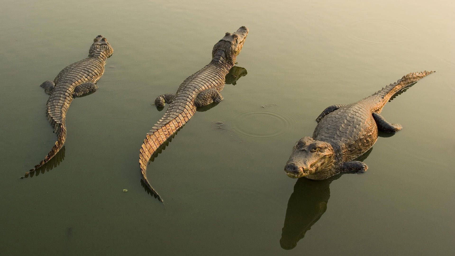 Three Caimans Waiting