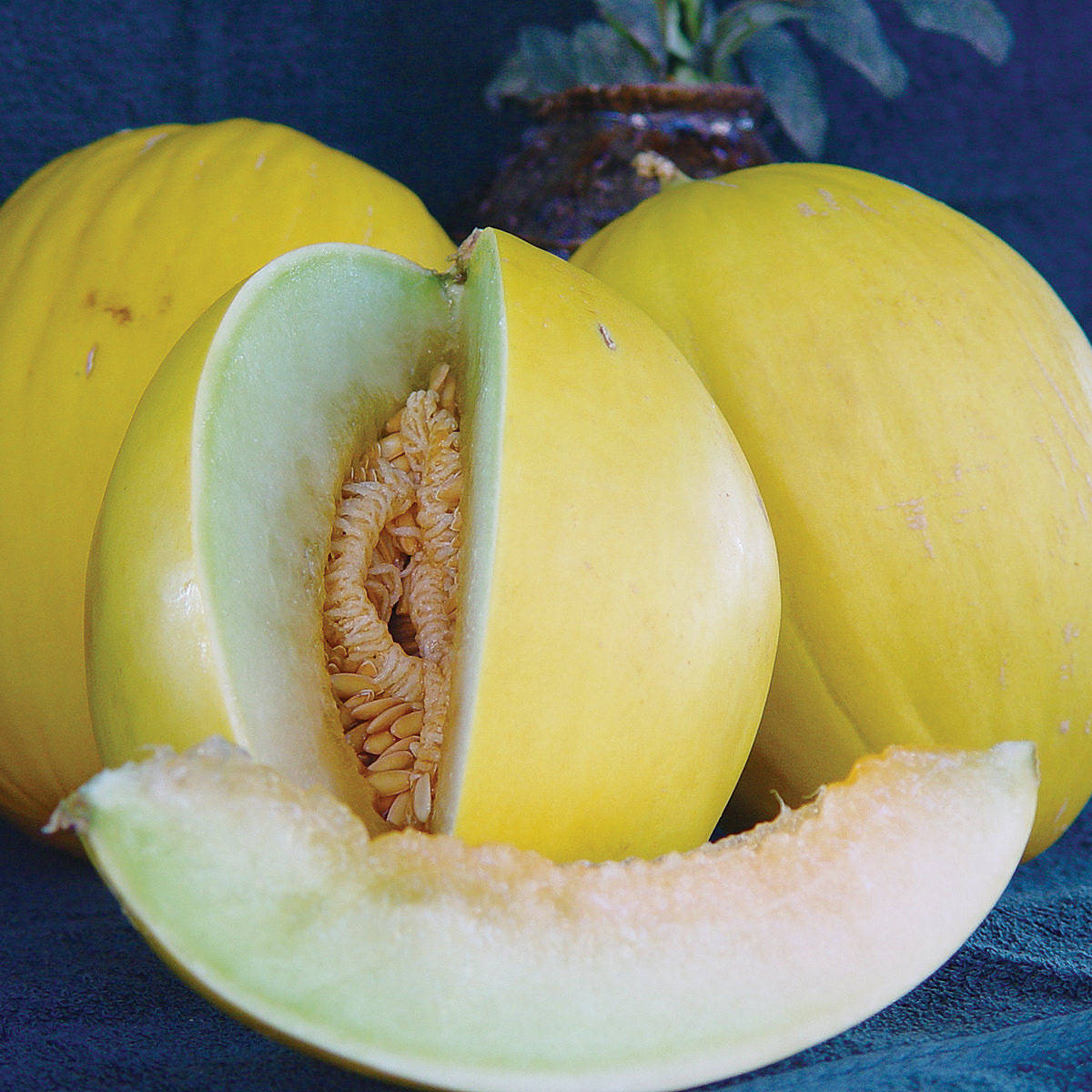 Three Canary Melon Background