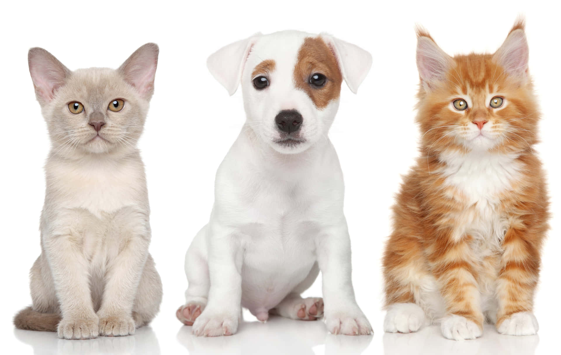 Three Cats And Dogs Standing In Front Of A White Background Background