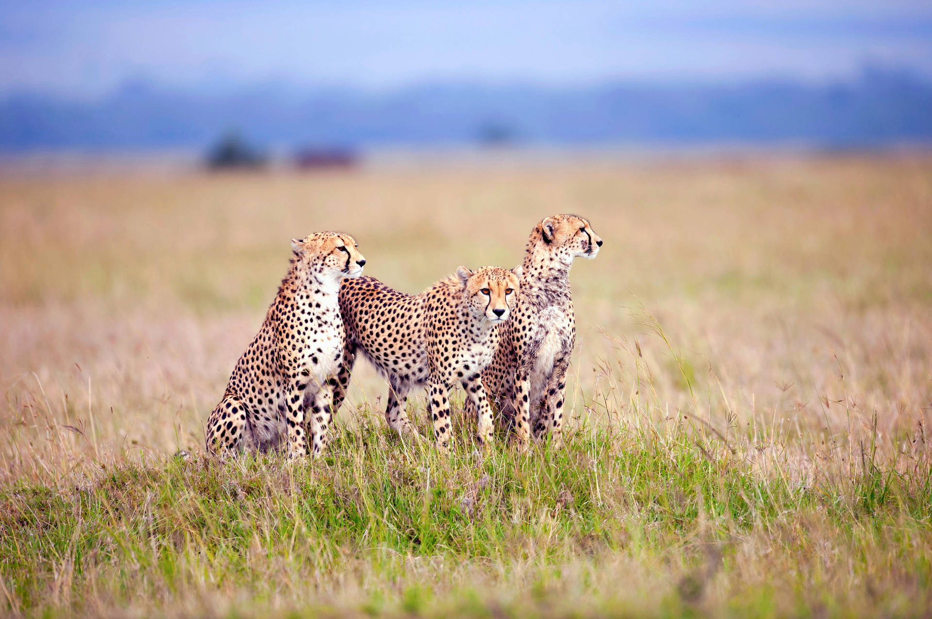 Three Cheetahs On Grass Field Background