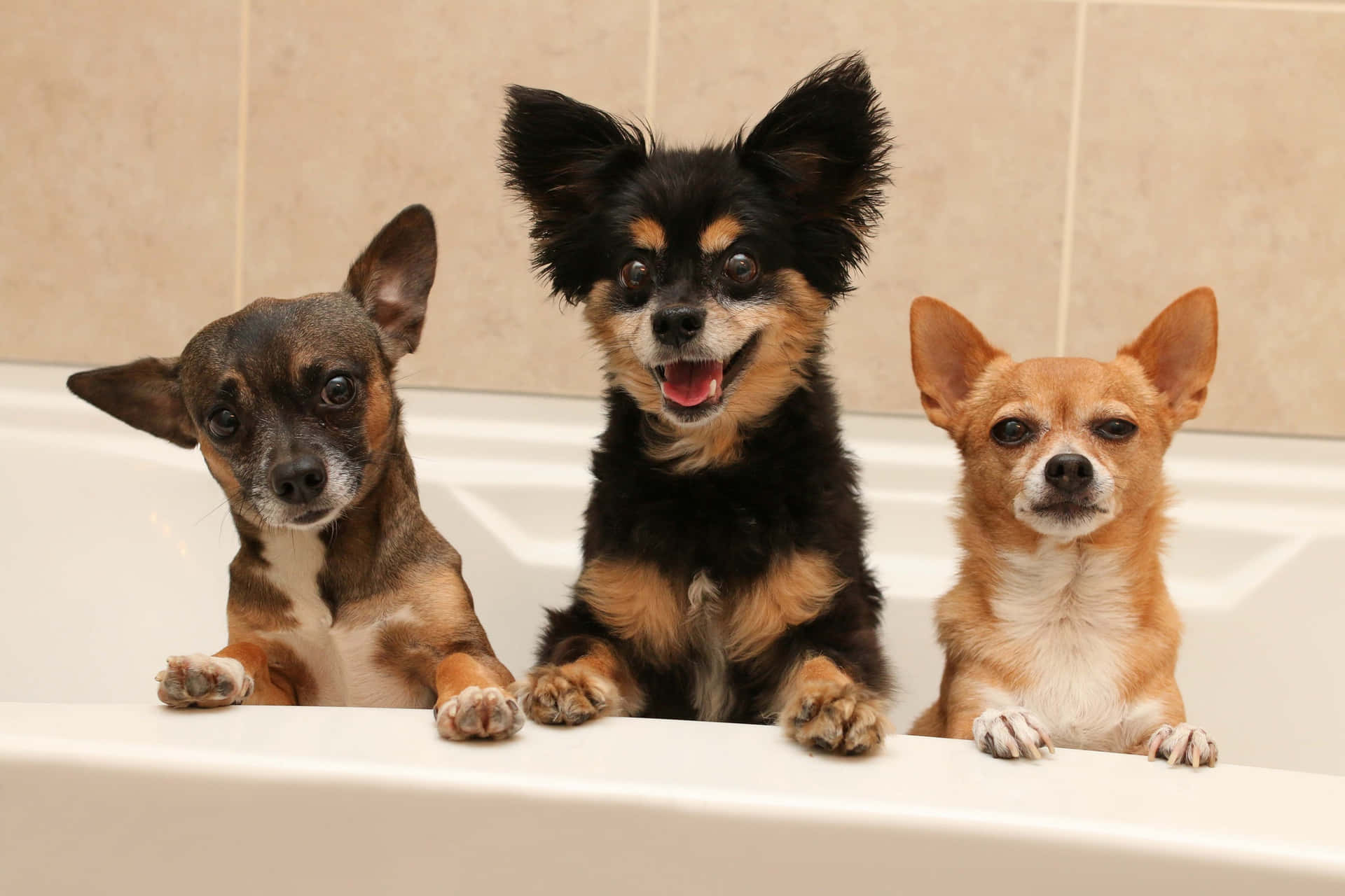 Three Chihuahua Dog In A Bathtub Background