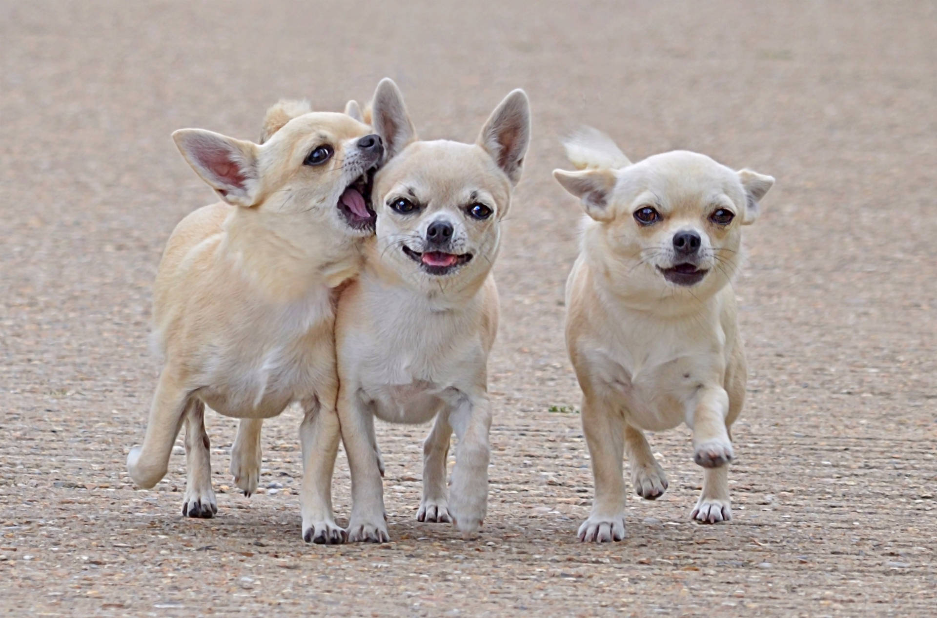 Three Chihuahua Friends Background