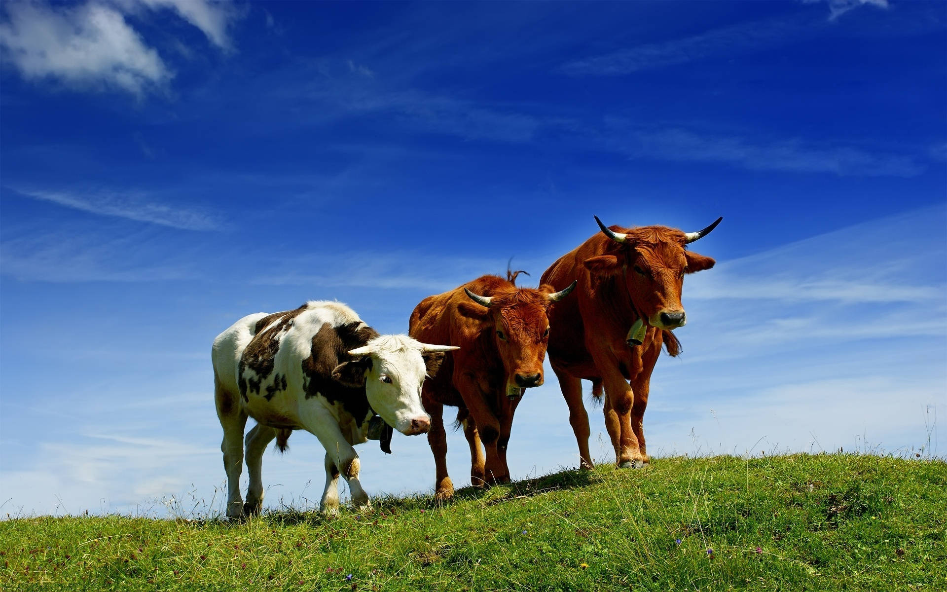 Three Cute Cows On Grassy Hill Background