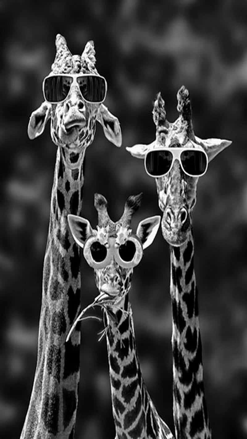 Three Cute Giraffes Wearing Sunglasses Background