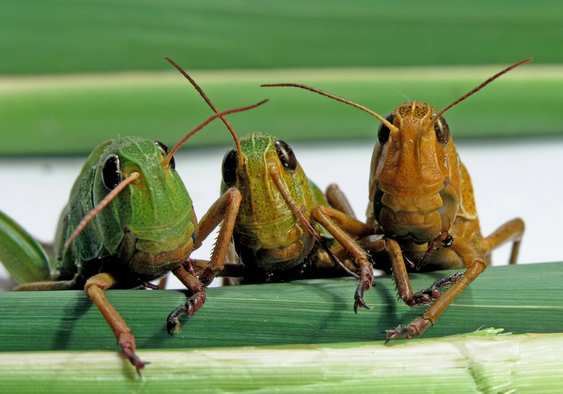 Three Cute Grasshoppers Background