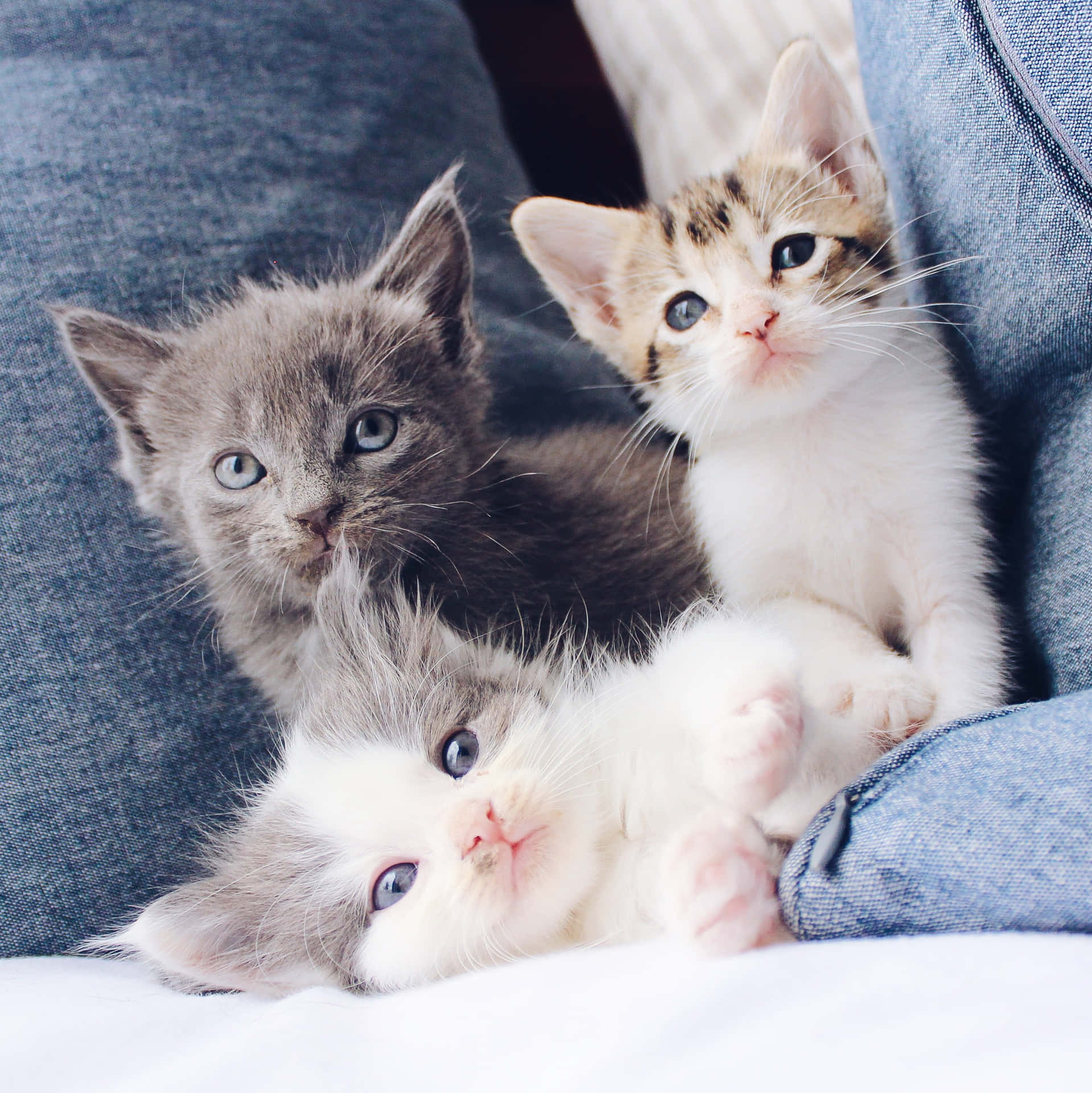 Three Cute Kittens On Couch Background