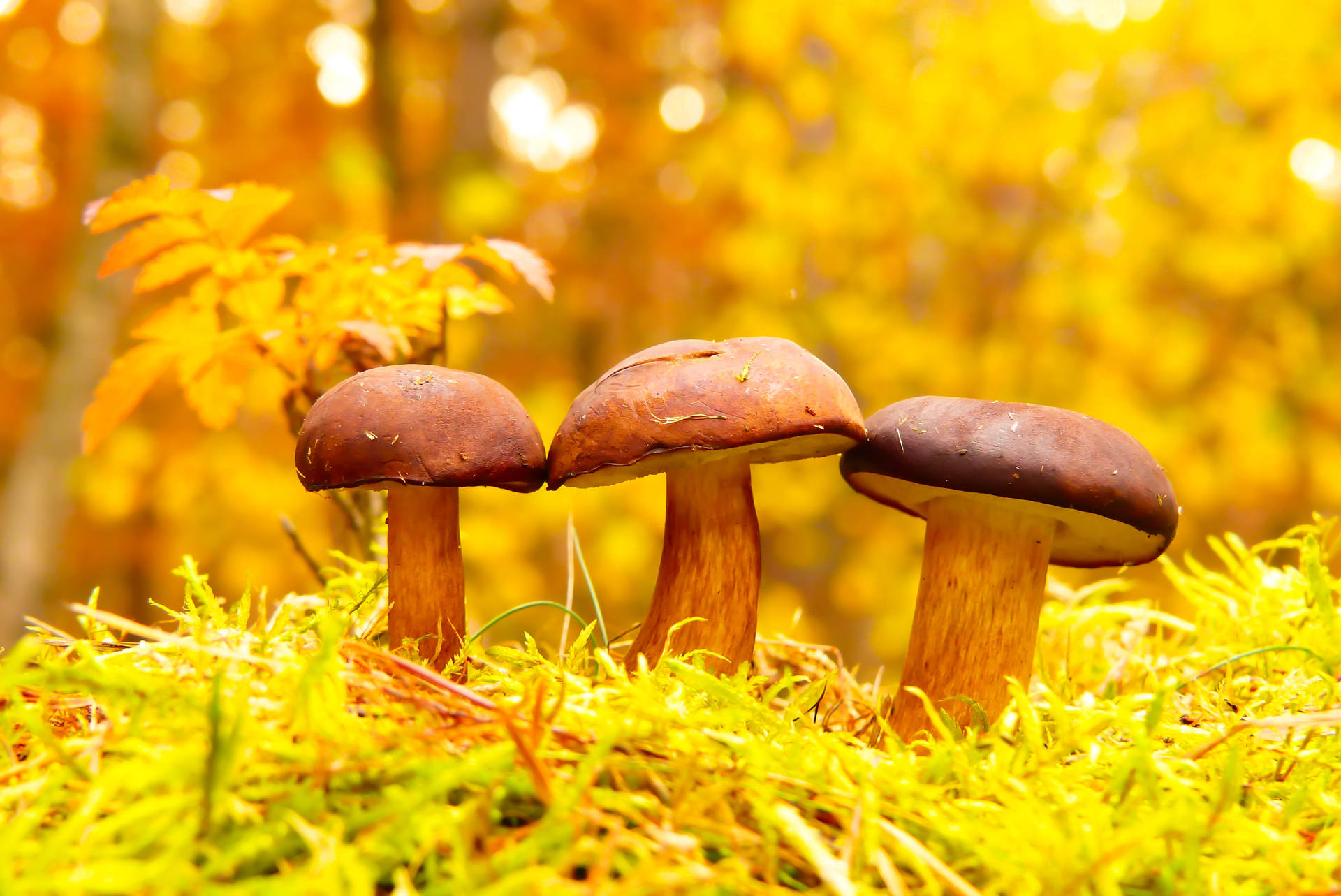Three Cute Mushrooms On Yellow Grass Background
