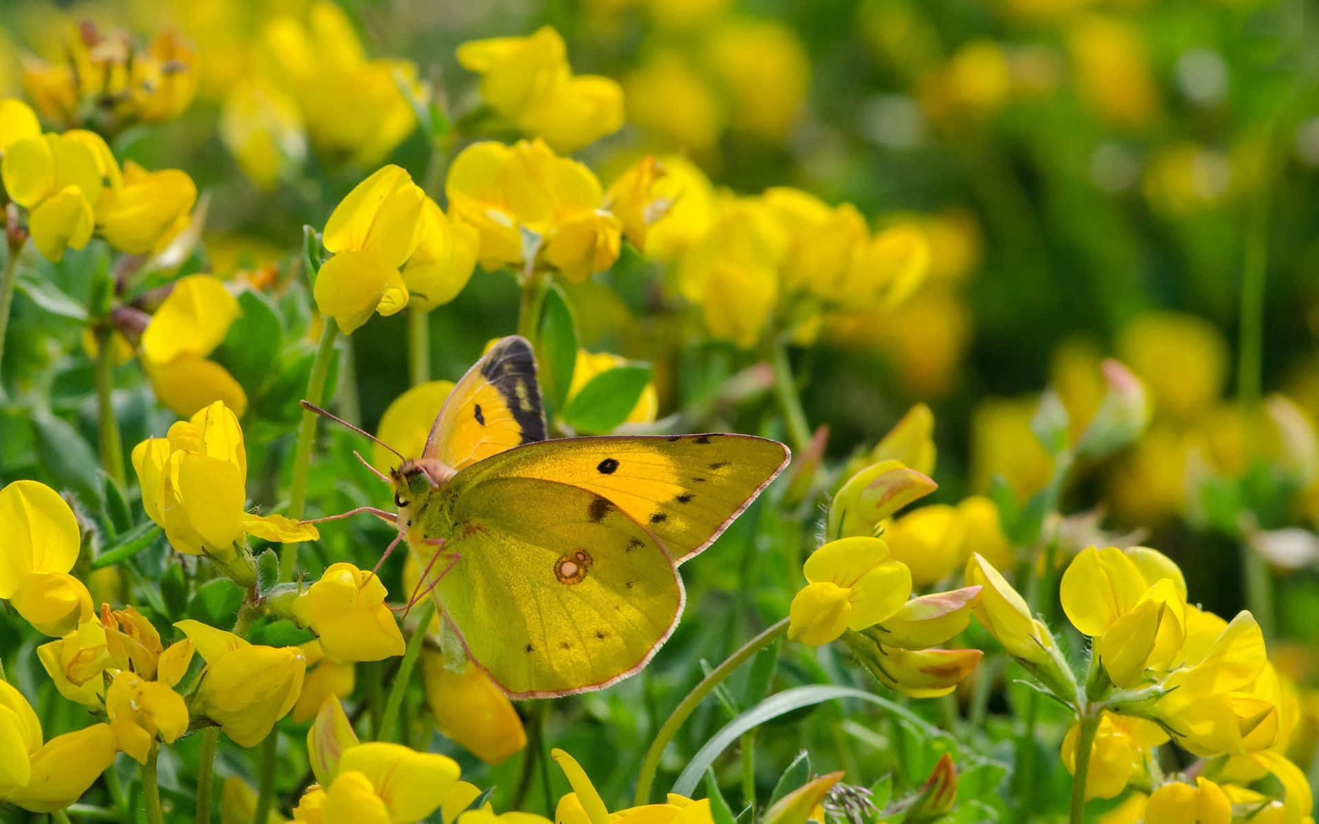 Three Cute Yellow Butterflies Flying Background