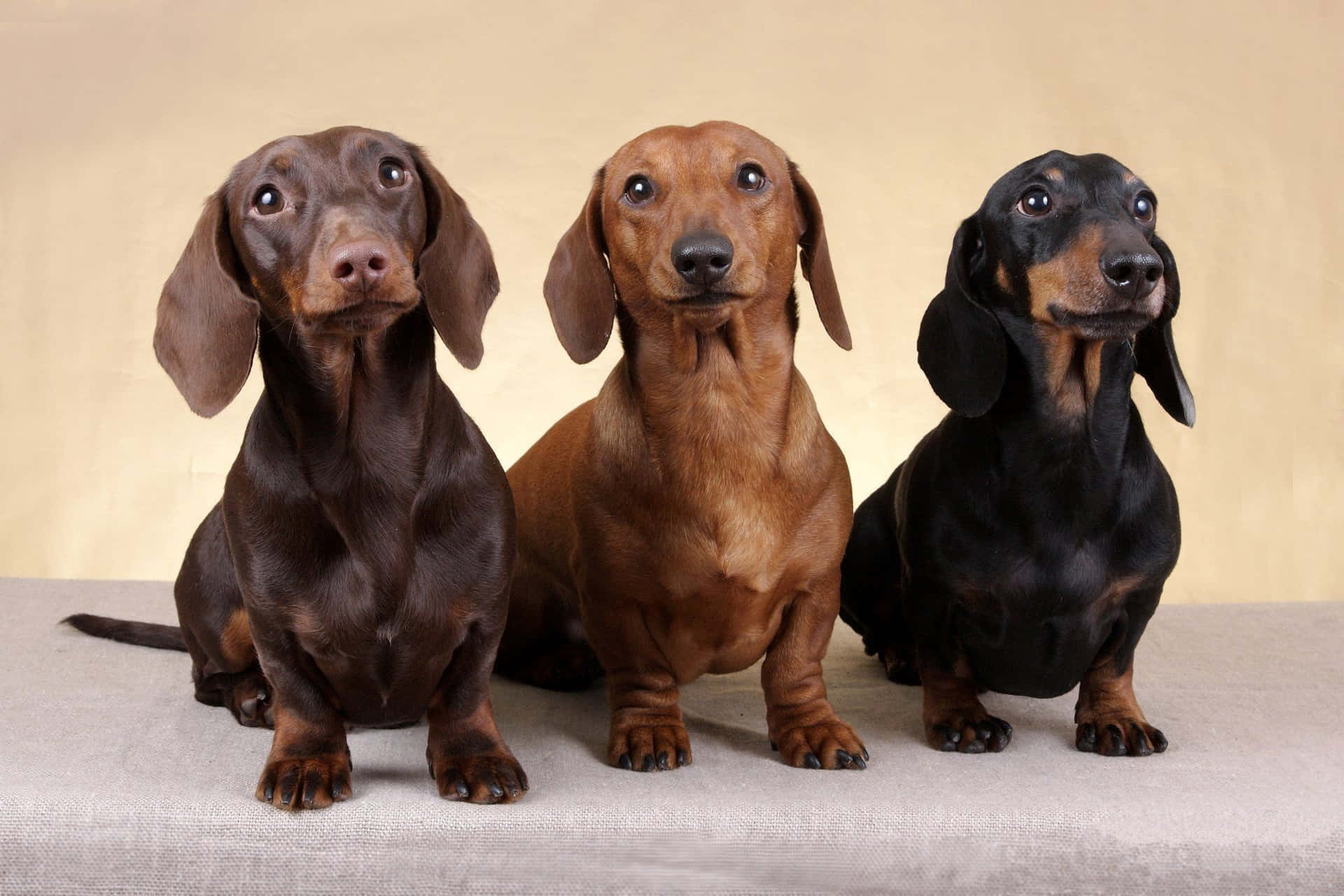 Three Dachshund Photoshoot Background