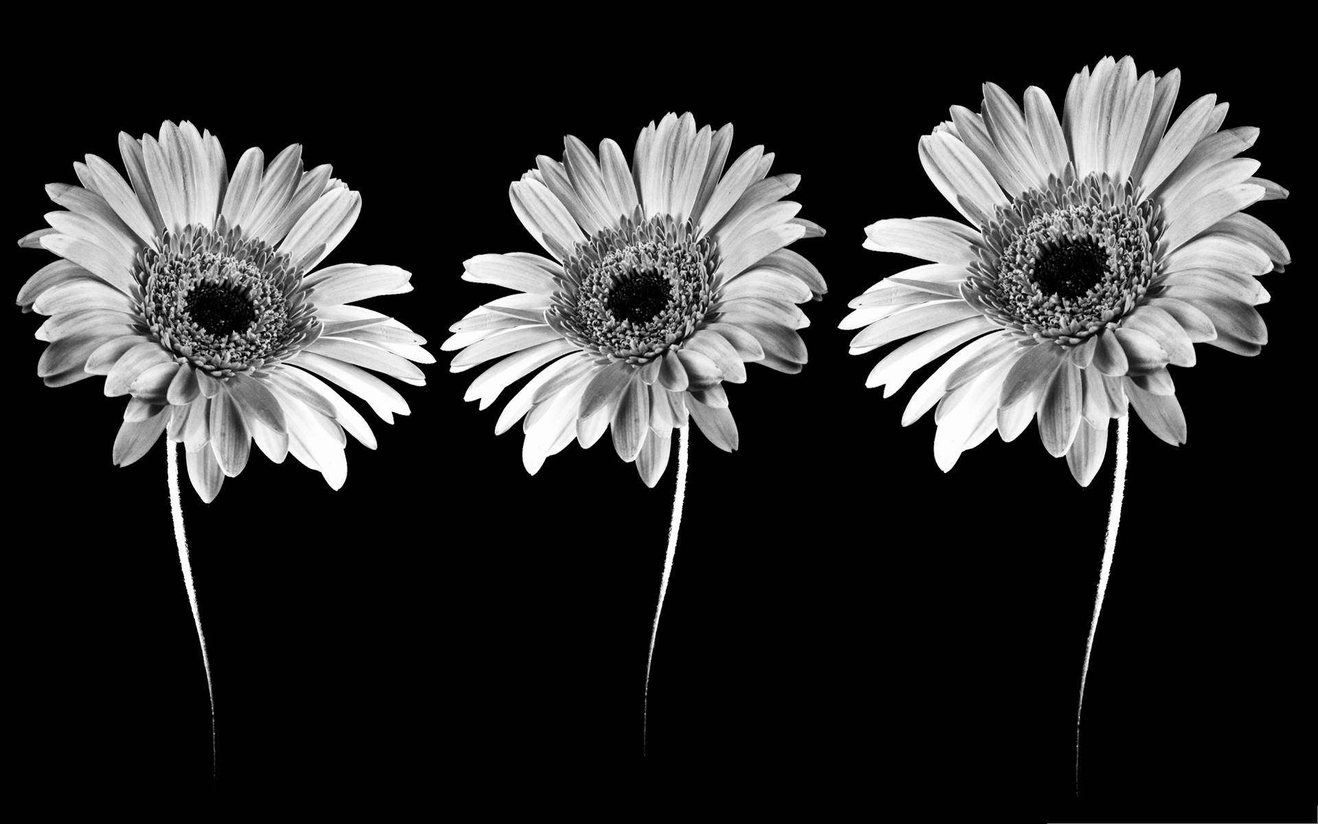 Three Daisies In Black And White On A Black Background Background