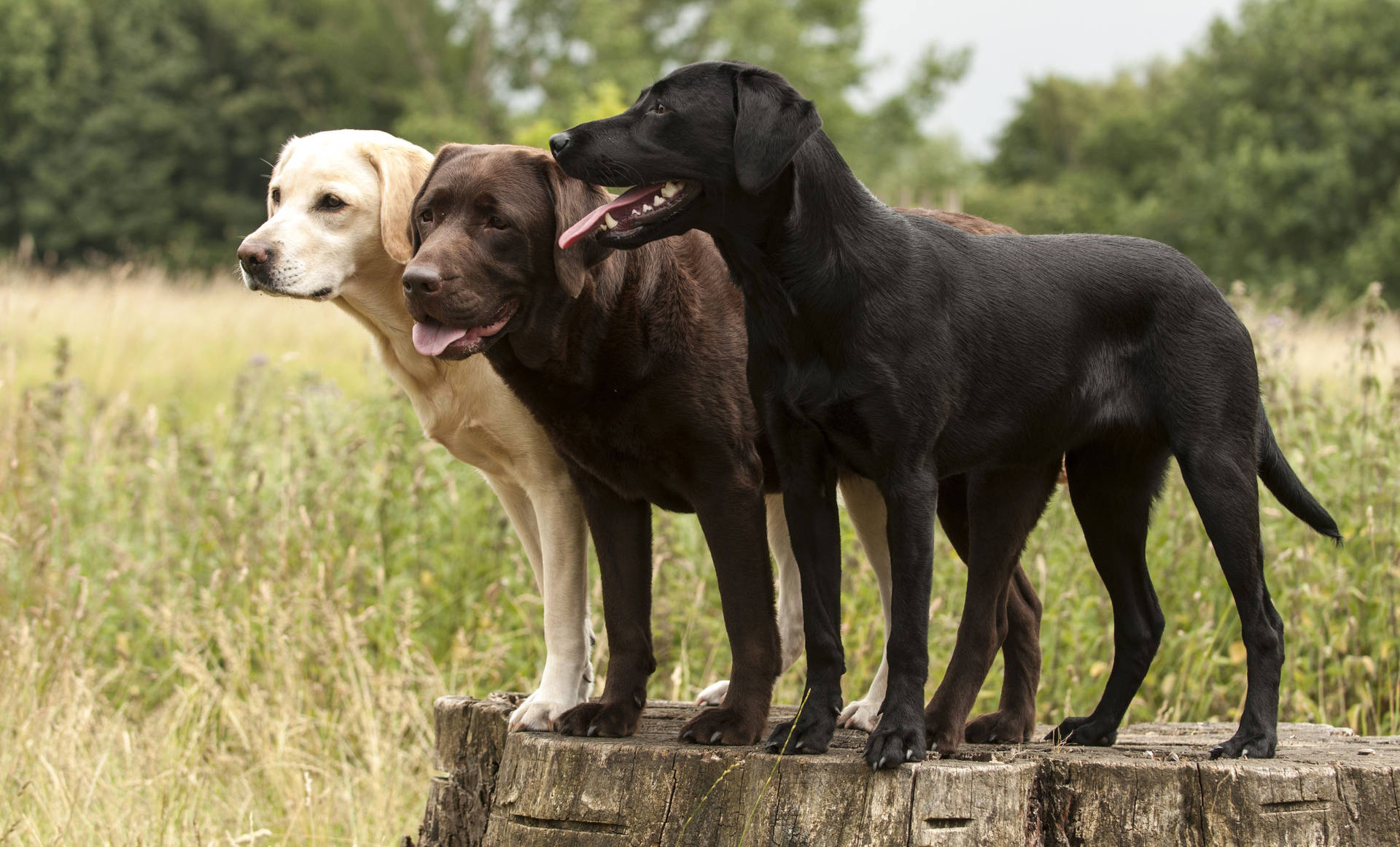Three Different Labrador Dogs Background