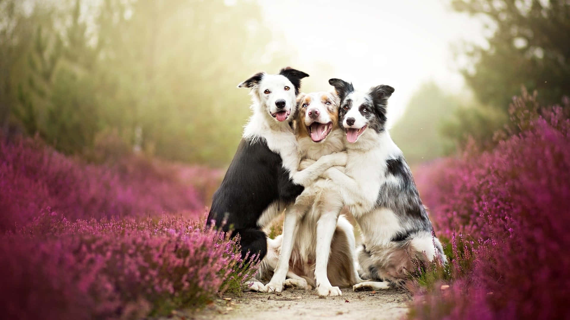 Three Dogs Hugging On A Path In The Forest Background