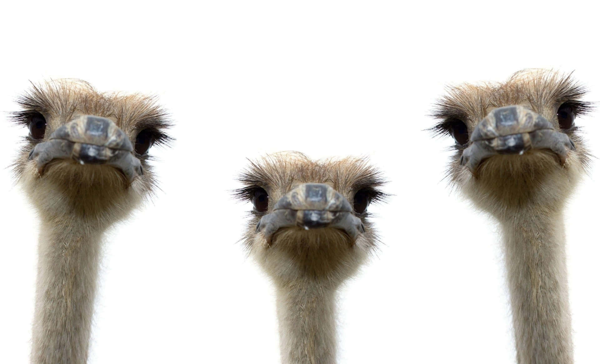 Three Emus Heads White Background Background