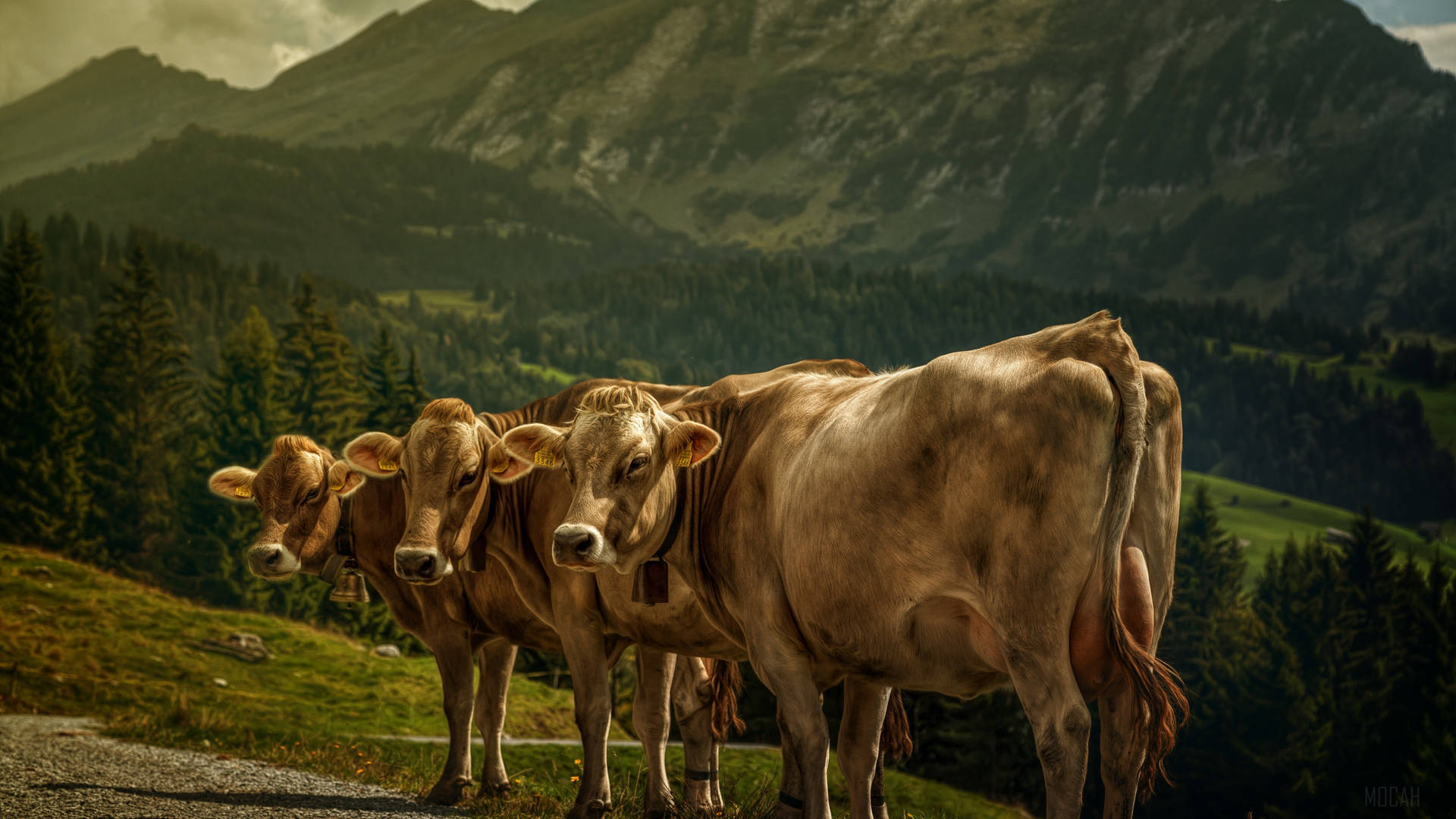 Three Farm Cattle Animals Perfectly Lined Background