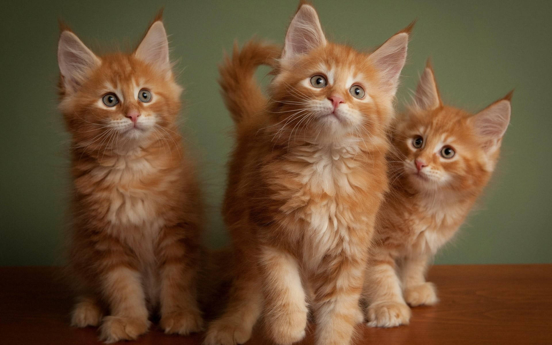 Three Fluffy Orange Kittens Background