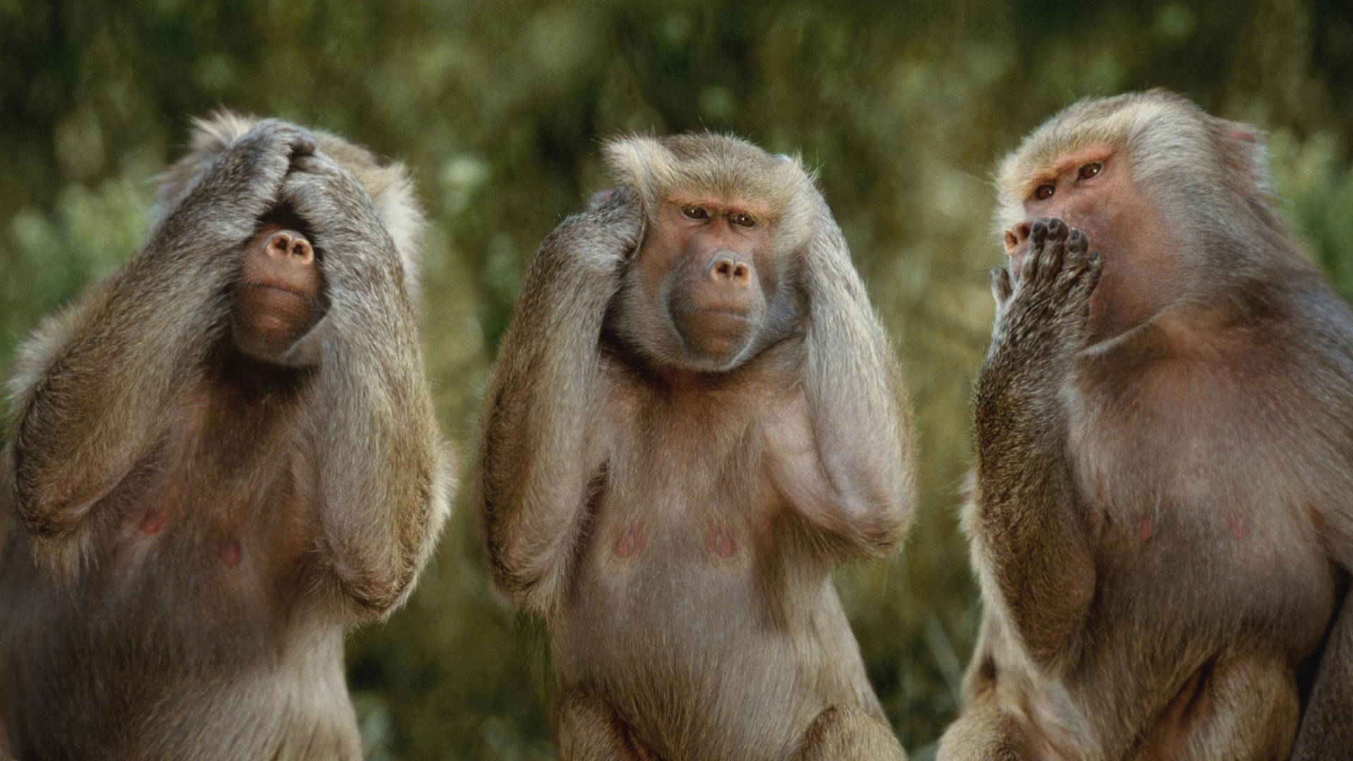 Three Funny Monkeys Background