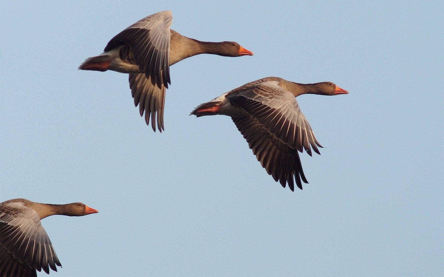 Three Geese Birds Flying Background