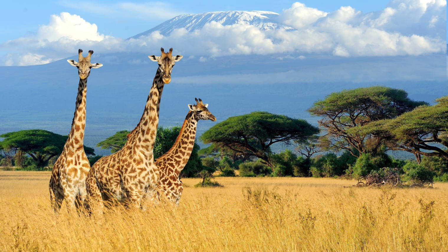 Three Giraffes At Kenya Field