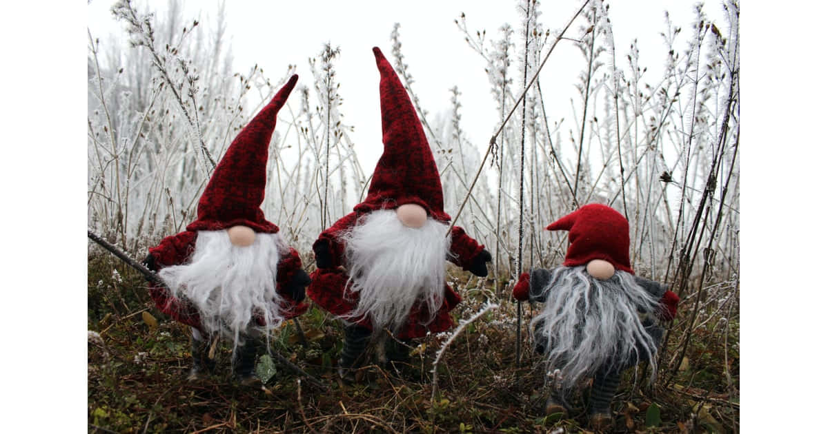 Three Gnomes Standing In A Field Of Tall Grass Background