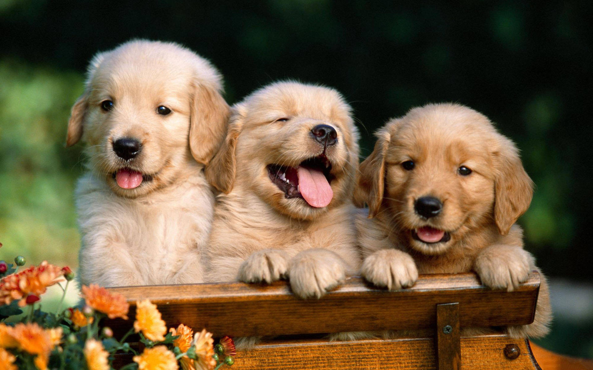 Three Golden Retriever Puppies Background