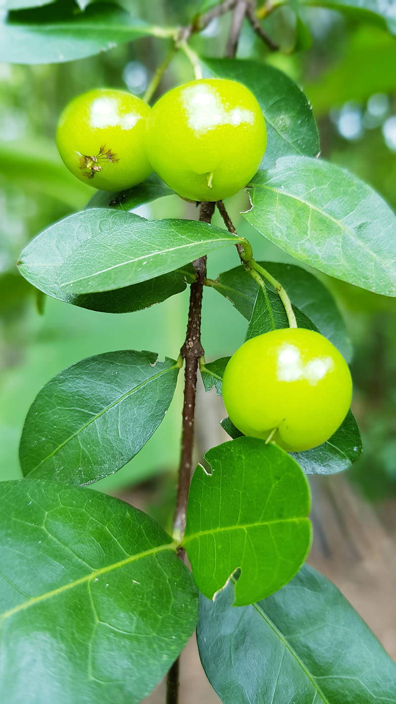 Three Green Jujube Fruits