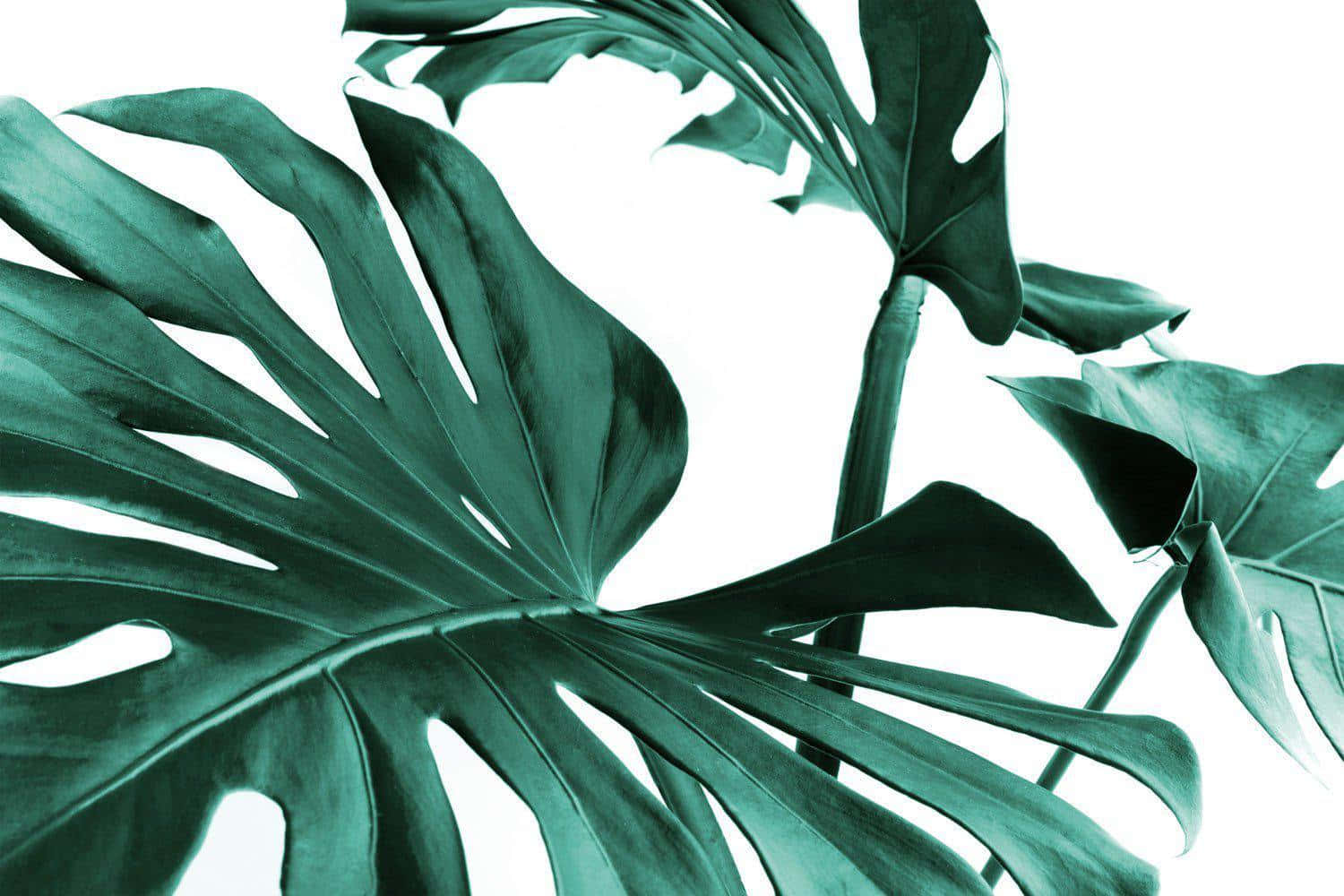 Three Green Monstera Leaves Close Up Shot Background