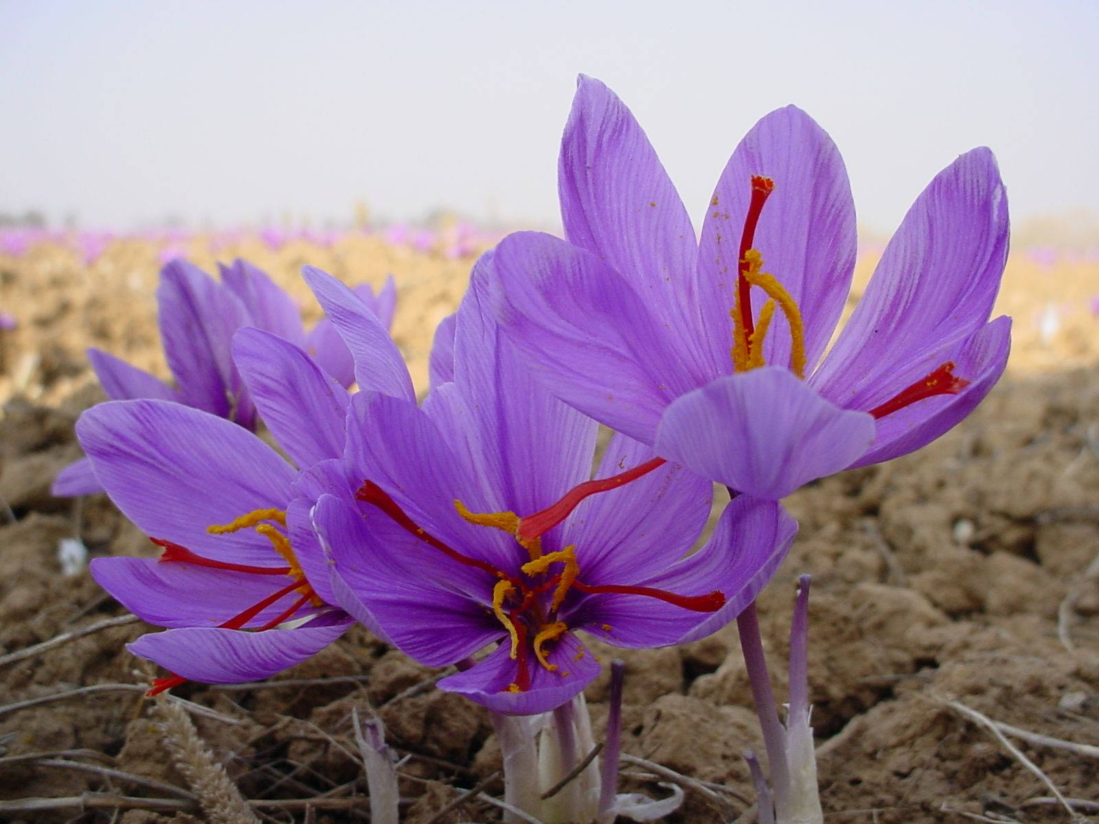 Three Growing Saffron Crocus Background