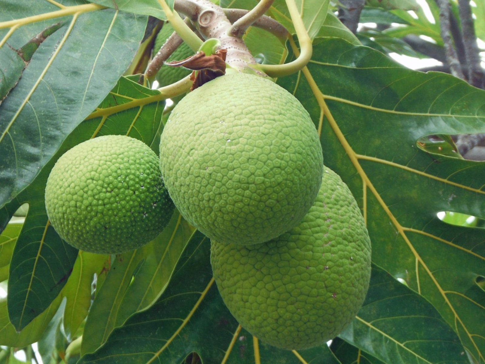 Three Hanging Raw Breadfruit Background