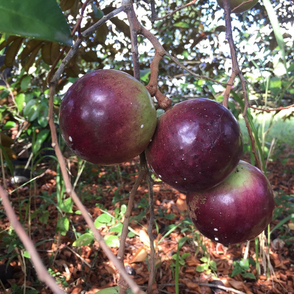 Three Hanging Star Apple Background