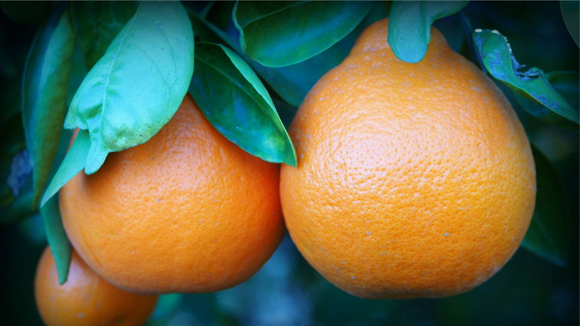 Three Hanging Tangelo Fruits Background