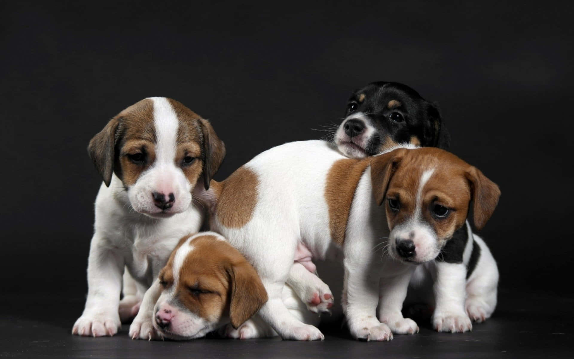 Three Happy Puppies Playing Together
