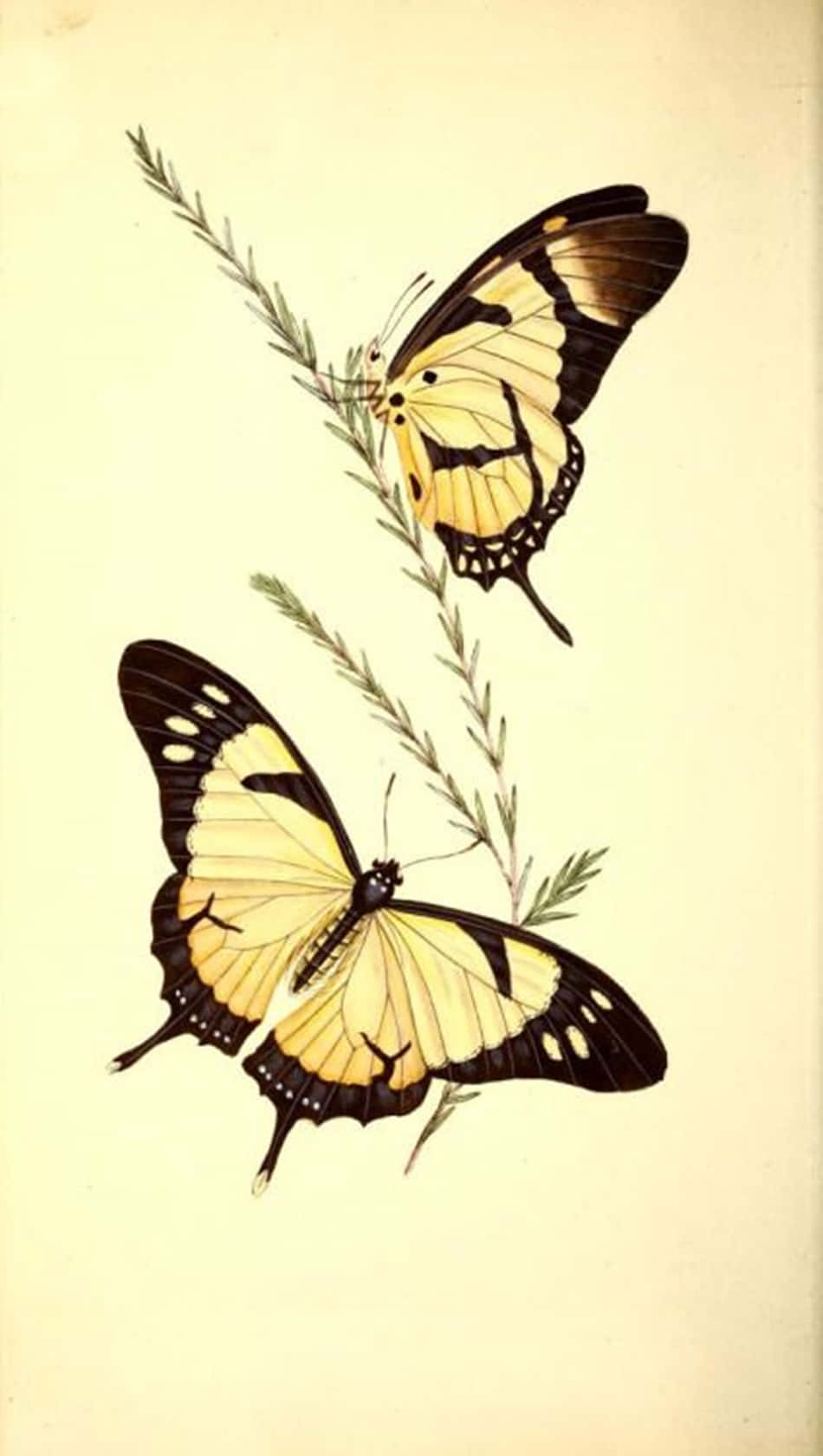 Three Happy Yellow Butterflies Flutter In The Air