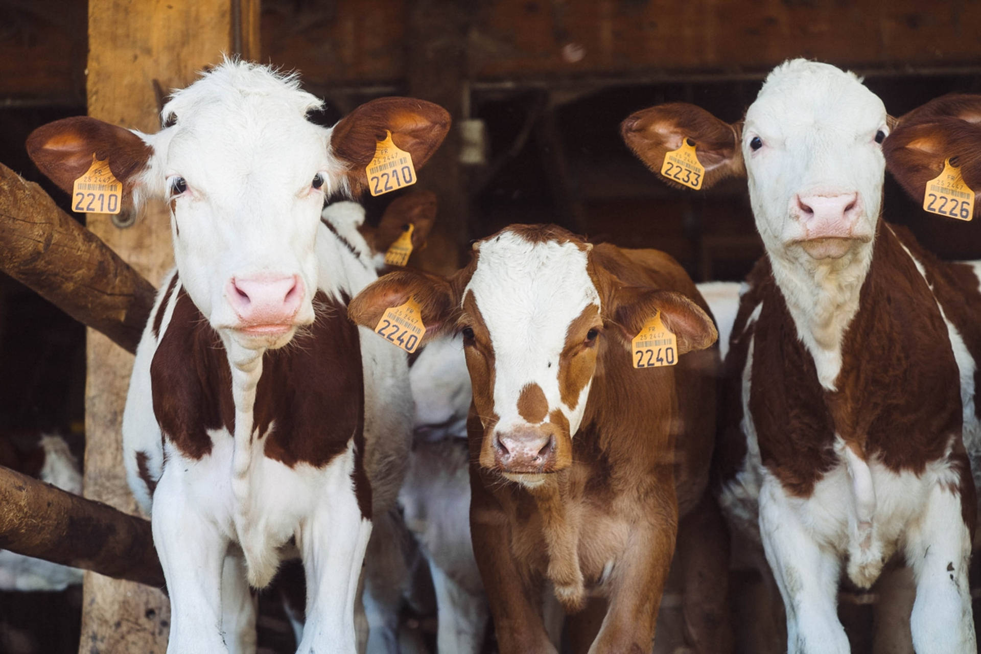 Three Healthy Cows On A Dairy Farm